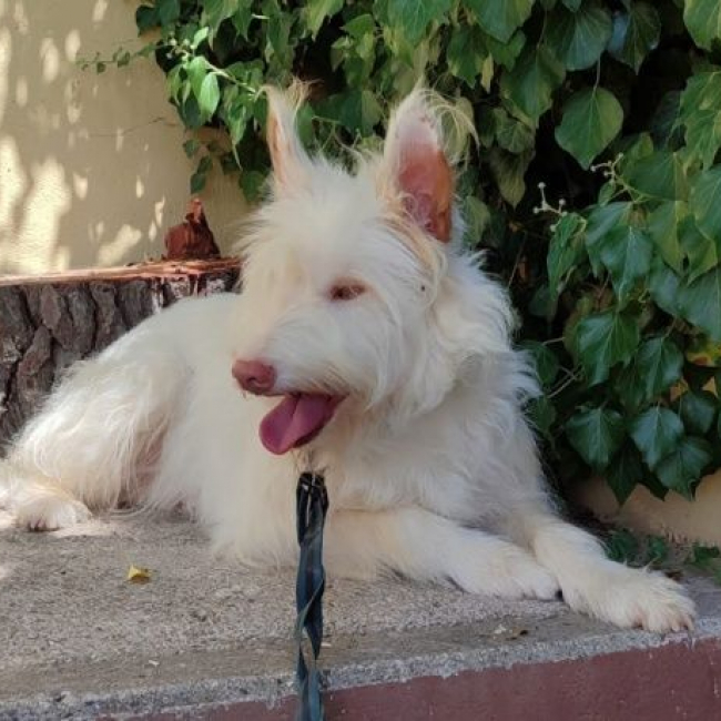 Photo de YUKI 4 ans, Podenca Campanera