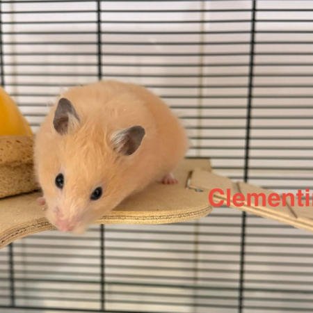 Photo de Clémentine