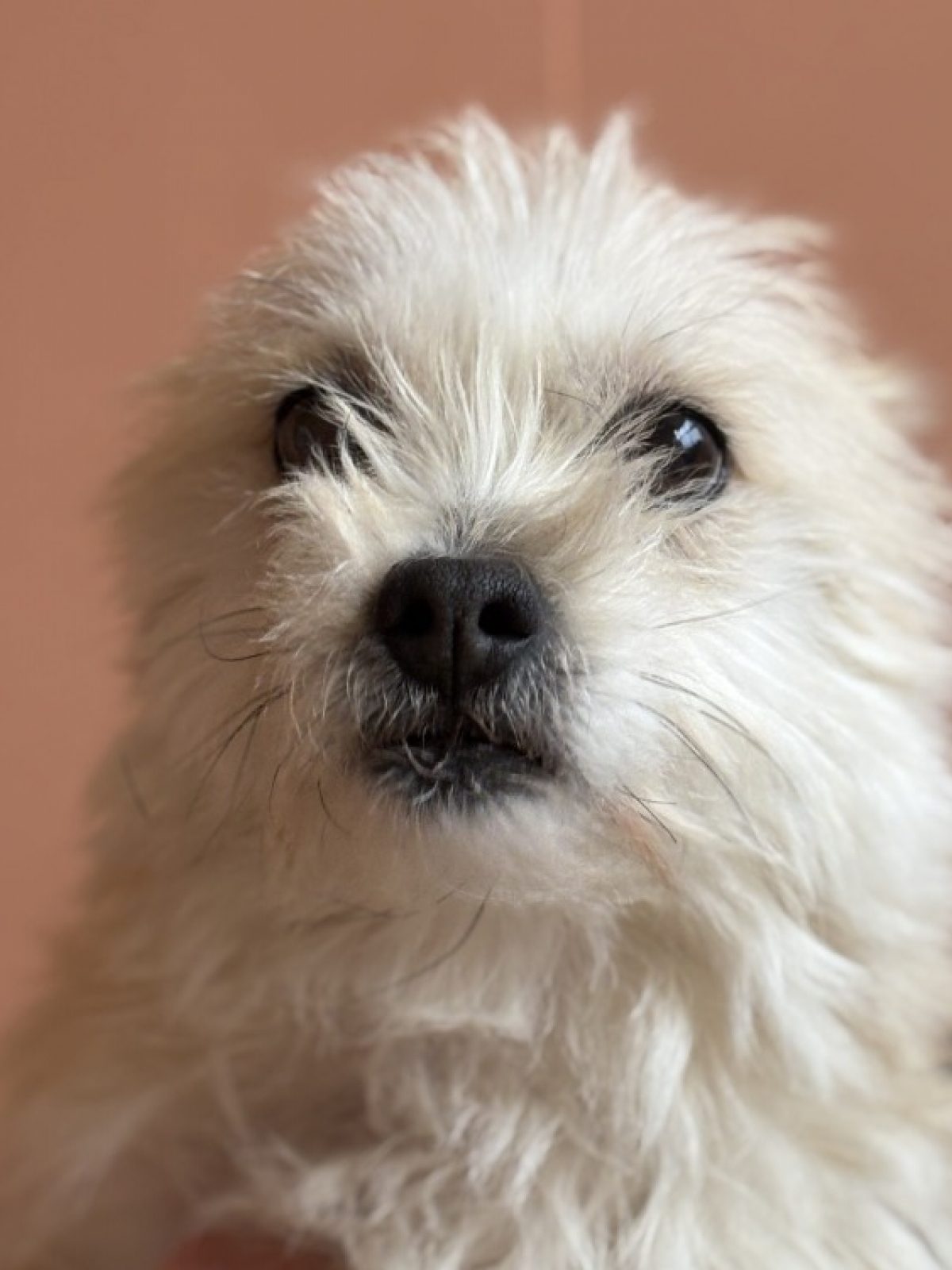 Poppy - Chien à adopter à Gennevilliers (92) - Animaux.fr