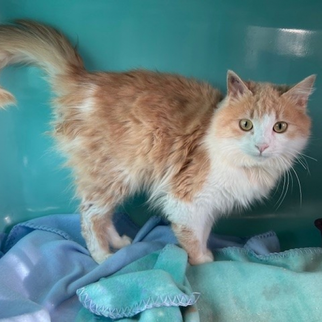 Photo de Corn flakes