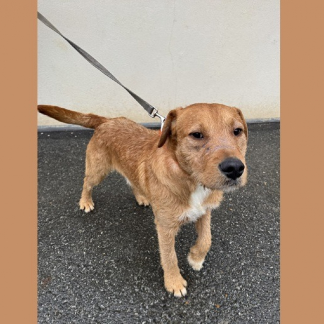 Photo de Volt haa2424719