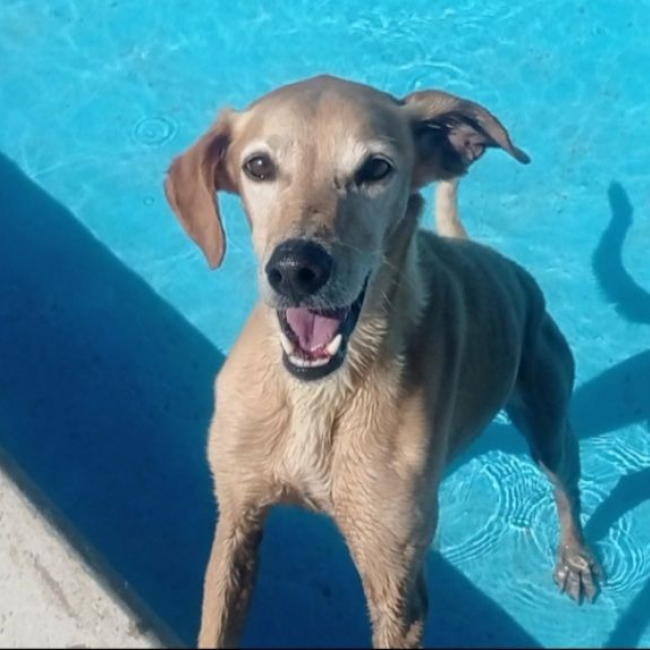 Photo de LOGAN 8 ans, une crème de chien !