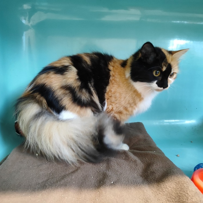 Photo de Lune promise