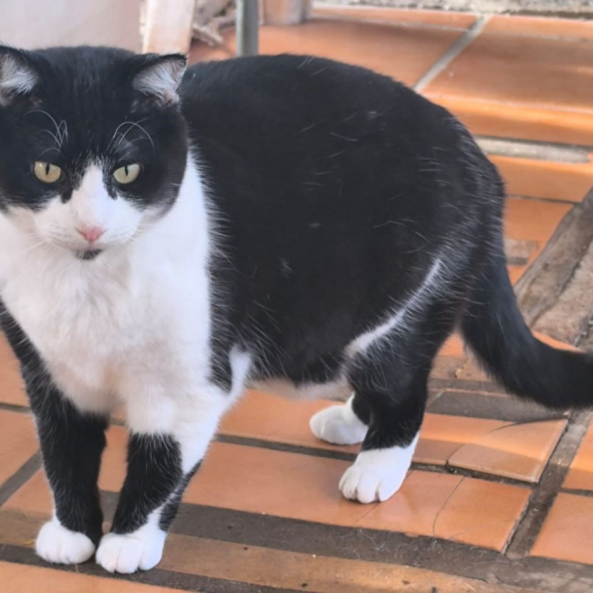 Photo de Berlin issue de son annonce d'adoption sur Animaux.fr