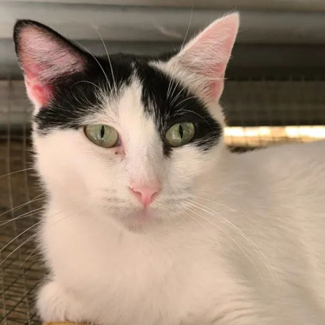 Photo de Dalida 2 issue de son annonce d'adoption sur Animaux.fr