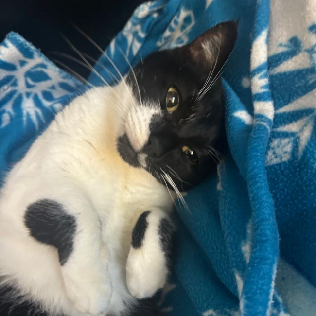 Photo de Fiona issue de son annonce d'adoption sur Animaux.fr