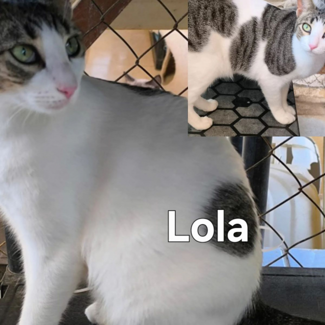 Lola