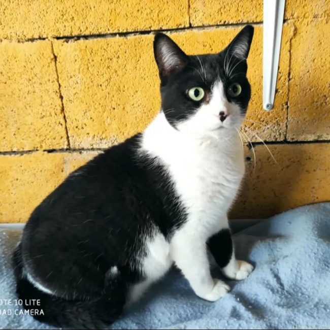 Photo de Mami issue de son annonce d'adoption sur Animaux.fr