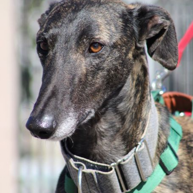 CESAR 2 ans, magnifique galgo bringé