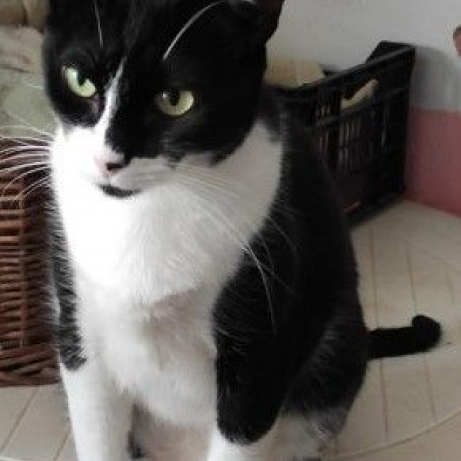 Photo de Tokyo issue de son annonce d'adoption sur Animaux.fr