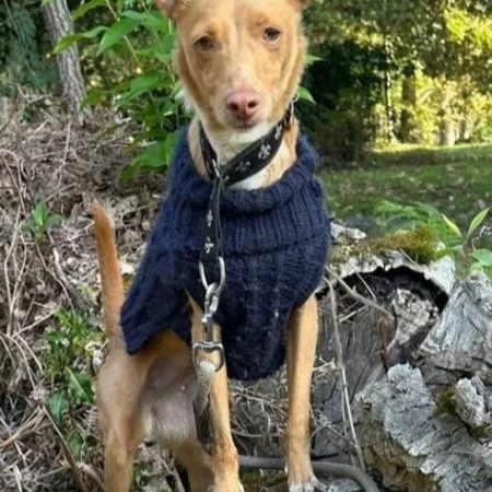 CANDELA - Chien à adopter