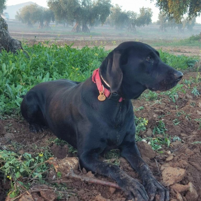 Photo de NALA 5 ans, femelle labrador noire