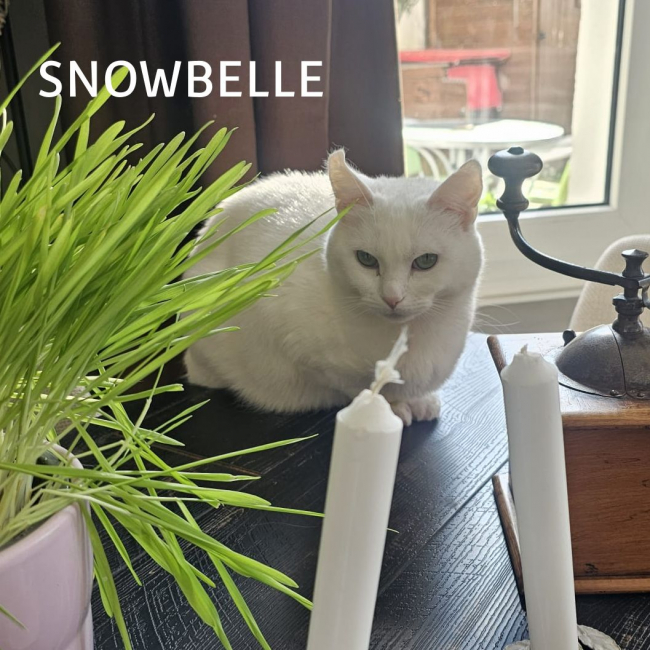 Photo de SNOWBELLE