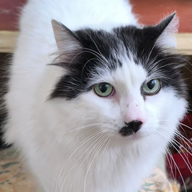 Photo de Peluche issue de son annonce d'adoption sur Animaux.fr