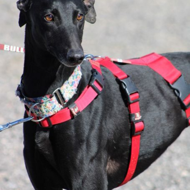 INDIA 2ans , superbe galga noire
