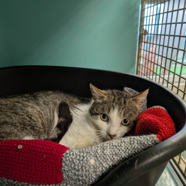 Photo de Miaoudamour