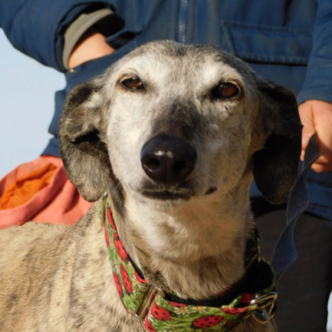 Photo de SONAJERA 8 ans, sublime galga bringée