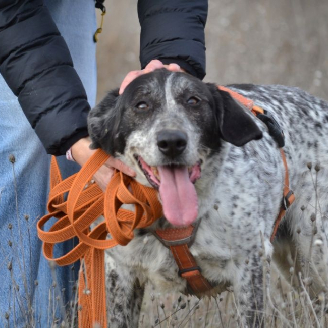 Photo de MIKU – 4 ans – Une chienne en or à adopter !