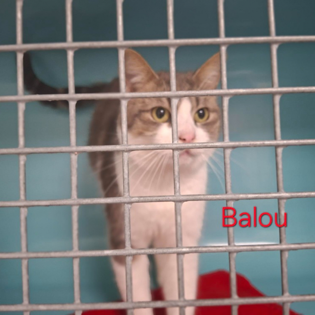 Photo de Balou