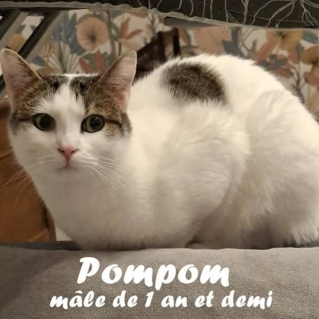 Photo de Pompon
