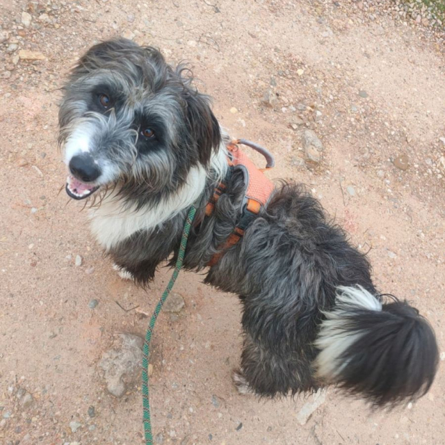 Photo de CHOPO, un Amour de chien !