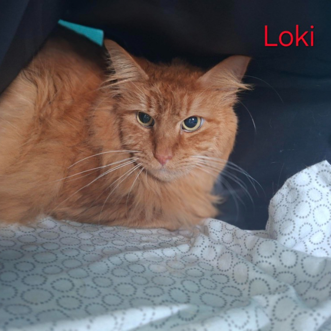 Photo de Loki