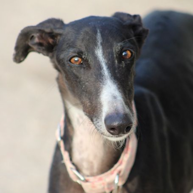 Photo de ABRIL 1an et demi, galga espagnole