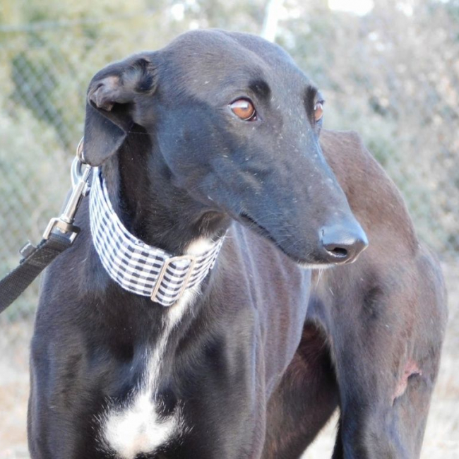 Photo de NANI 2 ans, une beauté noire