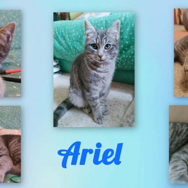 Photo de Ariel