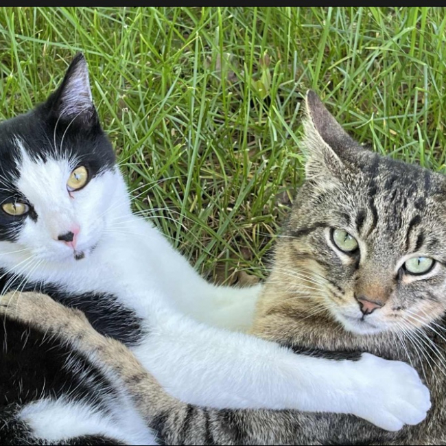 Photo de Wallas et Palmito