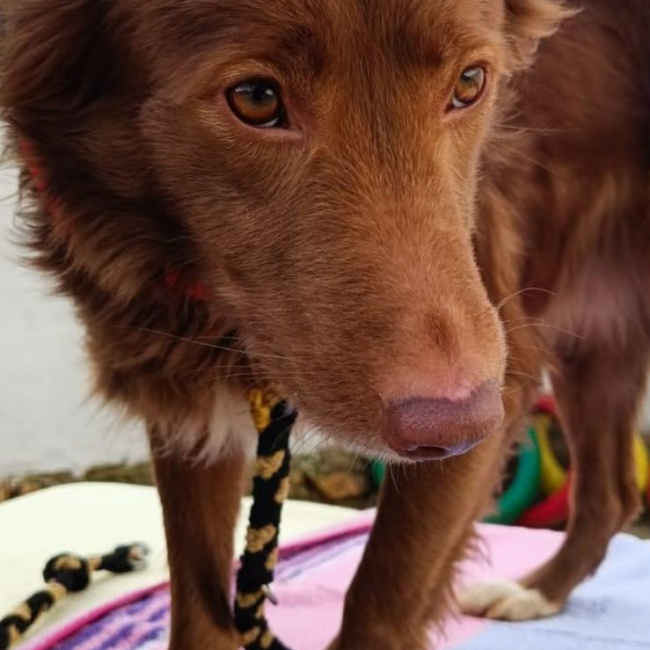 Photo de CHOCOLATINA 