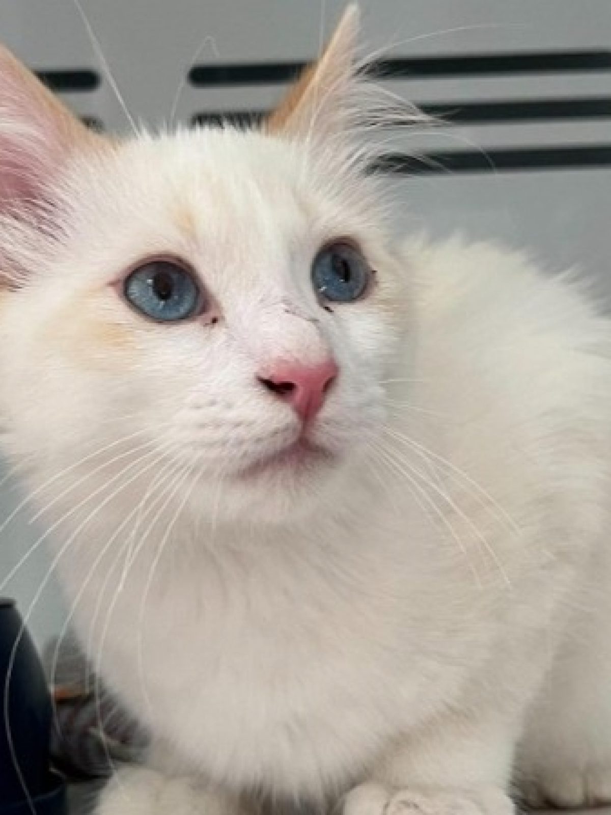 Milly - Européen à adopter à Arry (57) - Animaux.fr