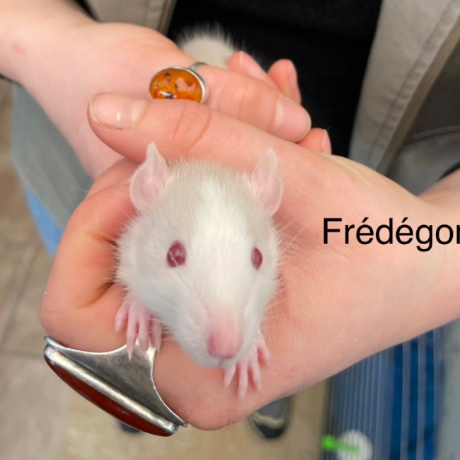 Photo de Frédégonde