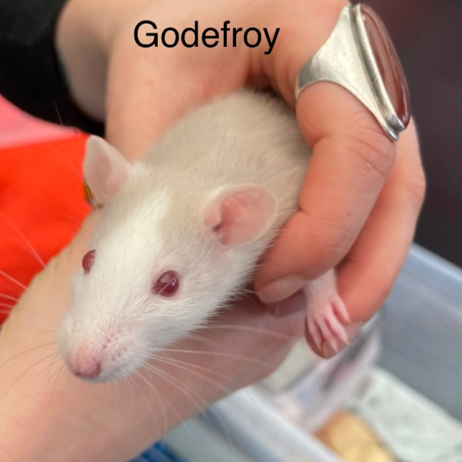 Photo de Godefroy