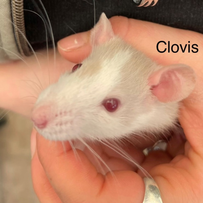 Photo de Clovis
