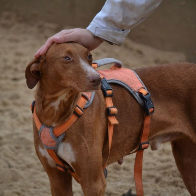 Photo de COCO 3 ans, un chien facile, joyeux et élégant !