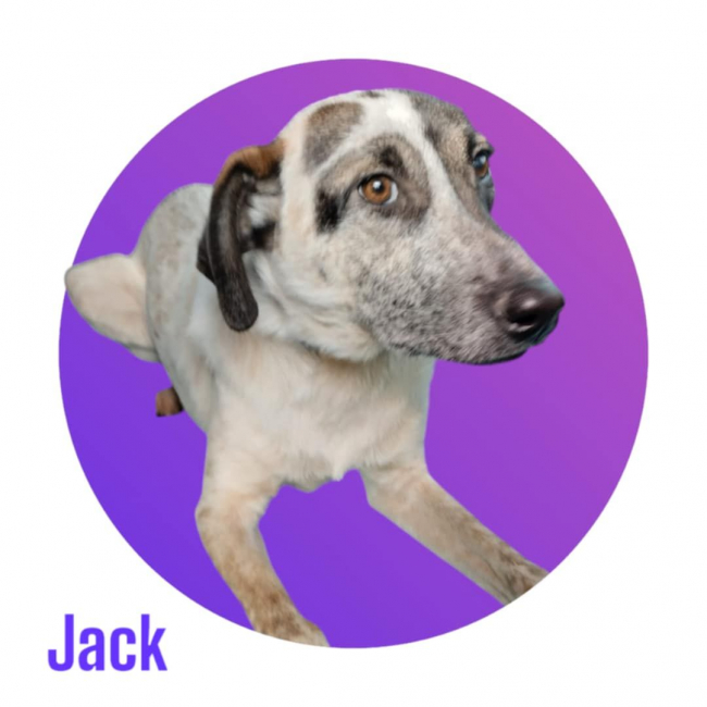 Photo de LITTLE JACK