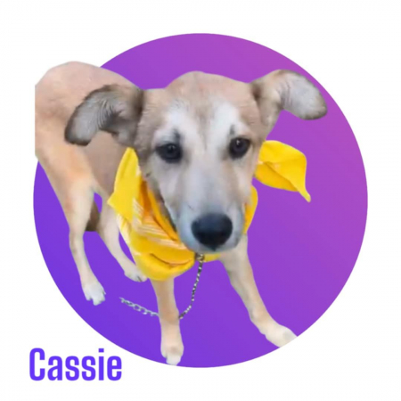 Photo de CASSIE