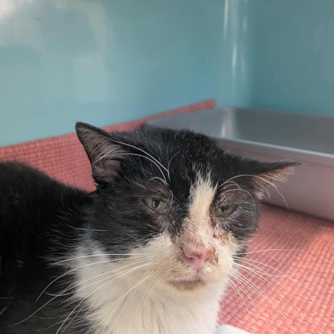 Photo de Croustillon