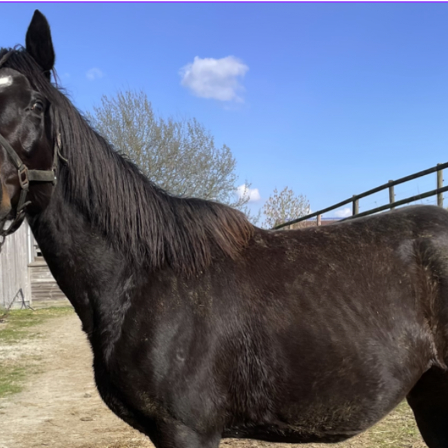 Photo de D'if princesse