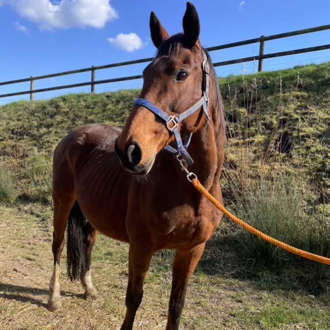 Photo de Marmalade lady