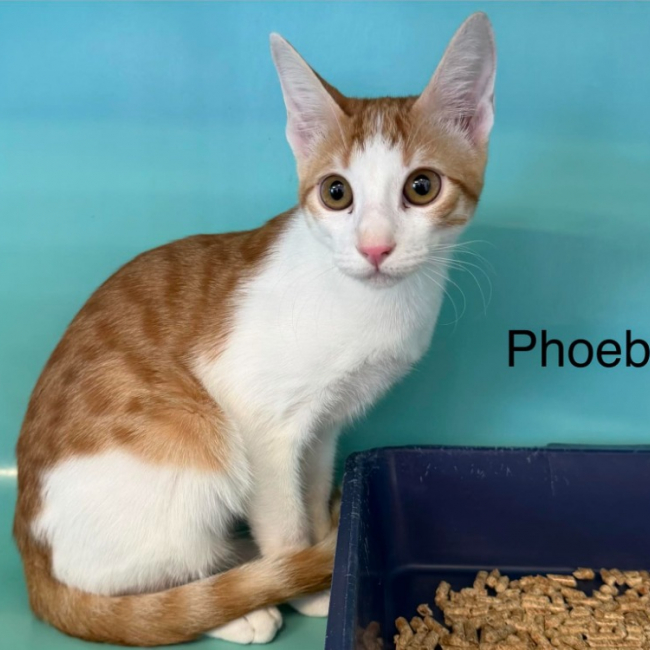 Photo de Phoebe