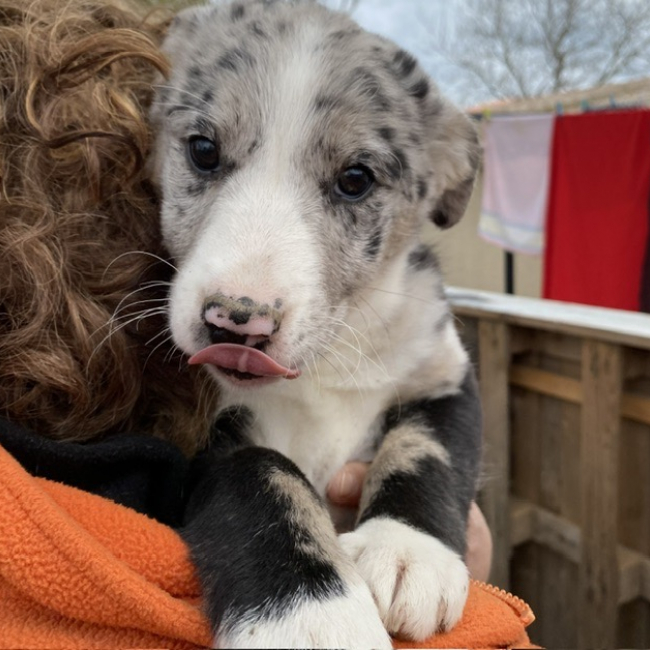 Photo de Anka dit chaussette