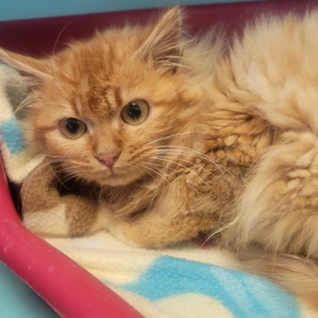 Photo de Pomme de pin