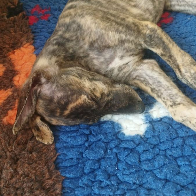 Photo de IGOR, chiot galgo bringé