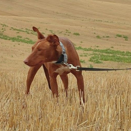 FUTUR - Chien Podenco Ibicenco à adopter