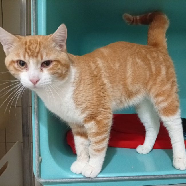 Willy en cours d'adoption