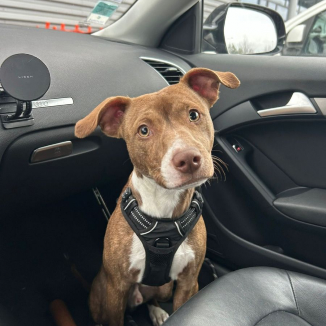 BULL 2 ans, super chien aussi mignon qu'adorable !