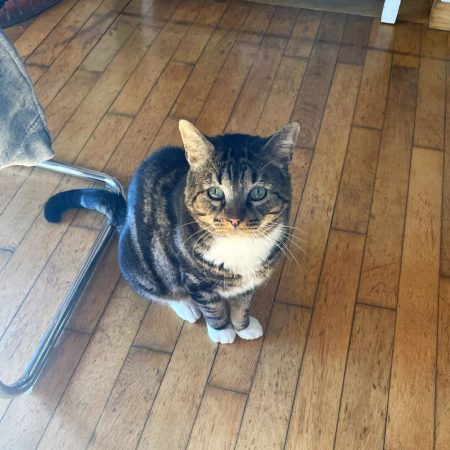 OLAFE - Chat à adopter