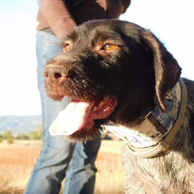 DERYA 5 ans, femelle Drahthaar Allemand affectueuse et fidèle !